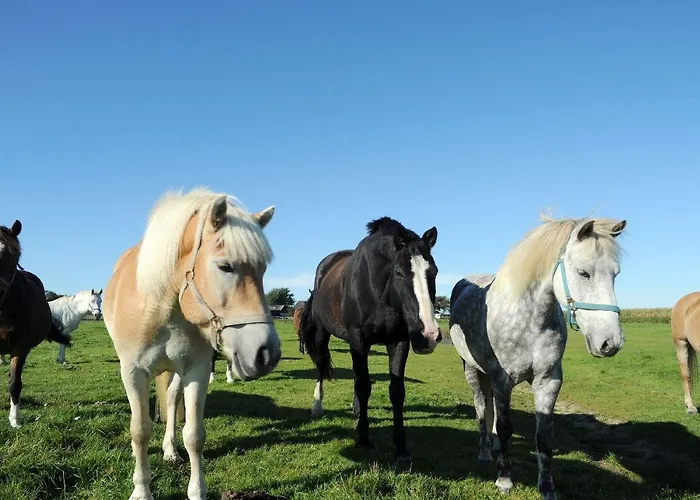 Reiterhof-immensee-app-b Ehst